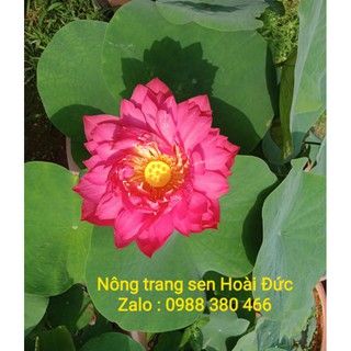 Sen giống đỏ đam mê bất tận