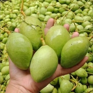 1kg xoài non [ xoài bao tử  ] giòn thơm ngon.