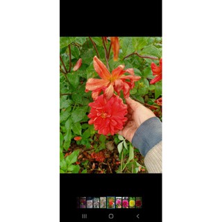 5 củ hoa thược dược 5 màu