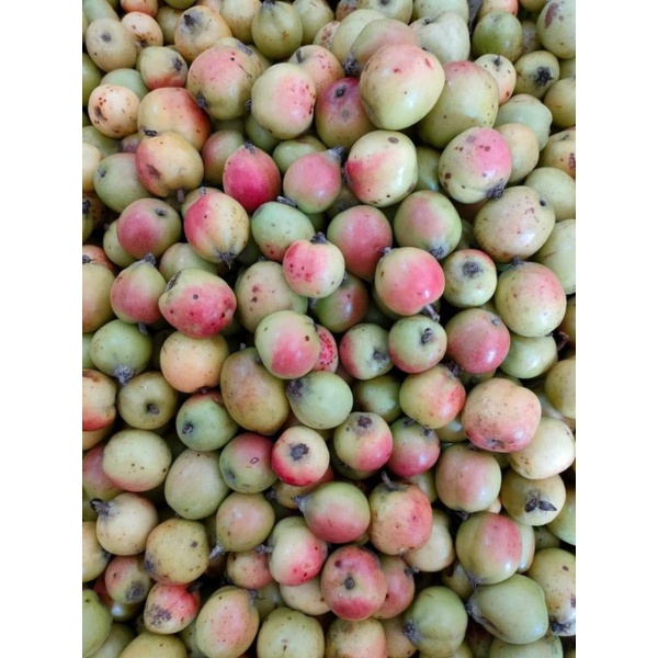 Táo mèo má hồng táo mèo đồi thông túi 5kg