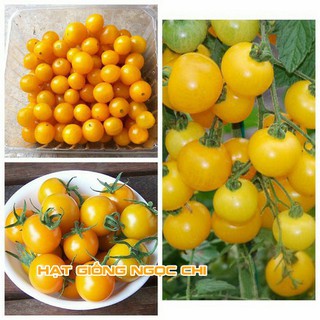 Hạt Giống Cà Chua Lùn Vàng - 30 Hạt