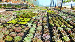 Sen đá size bầu chọn mẫu (50 loại)