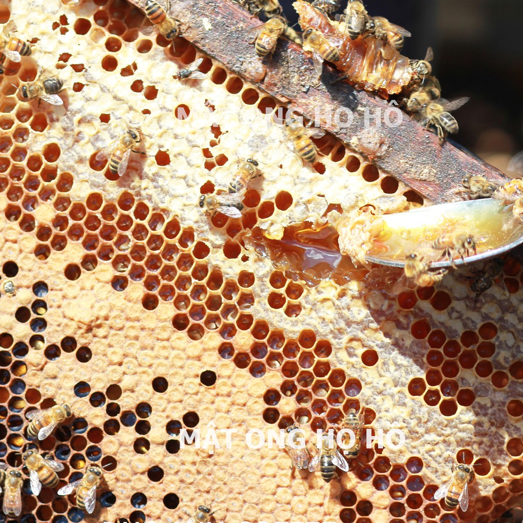 Trọn bộ 3 chai mật ong hoa cà phê (100ml+300ml+500ml) dùng làm đẹp, tăng đề kháng thương hiệu Họ Hồ - mật ong thật