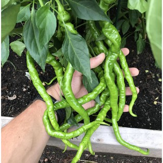 (200-300 hạt) Hạt giống ớt tóc dài hair pepper chilli)