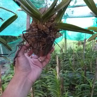 4 Cây Quế Tím
