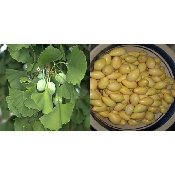 500g/1Kg BẠCH QUẢ TƯƠI - Đựng Trong Túi Lưới