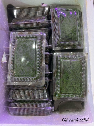Tấc rêu minifiss lá nước (15x10)