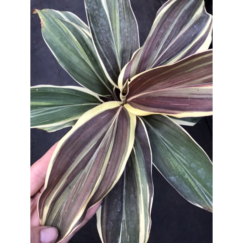 Chậu cứng huyết dụ Cordyline mocha latte