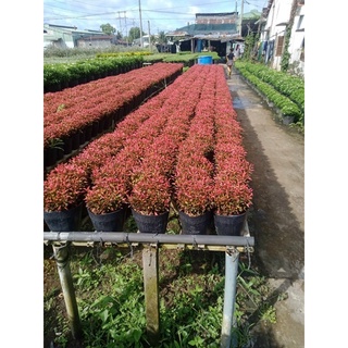 Cây Kỷ đỏ (dền đỏ)