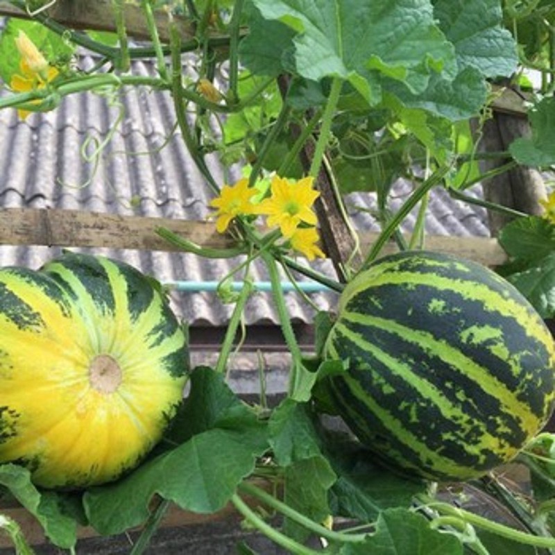 HẠT GIỐNG DƯA GANG THƠM TRÁI TRÒN vàng - GÓI 2 GRAM