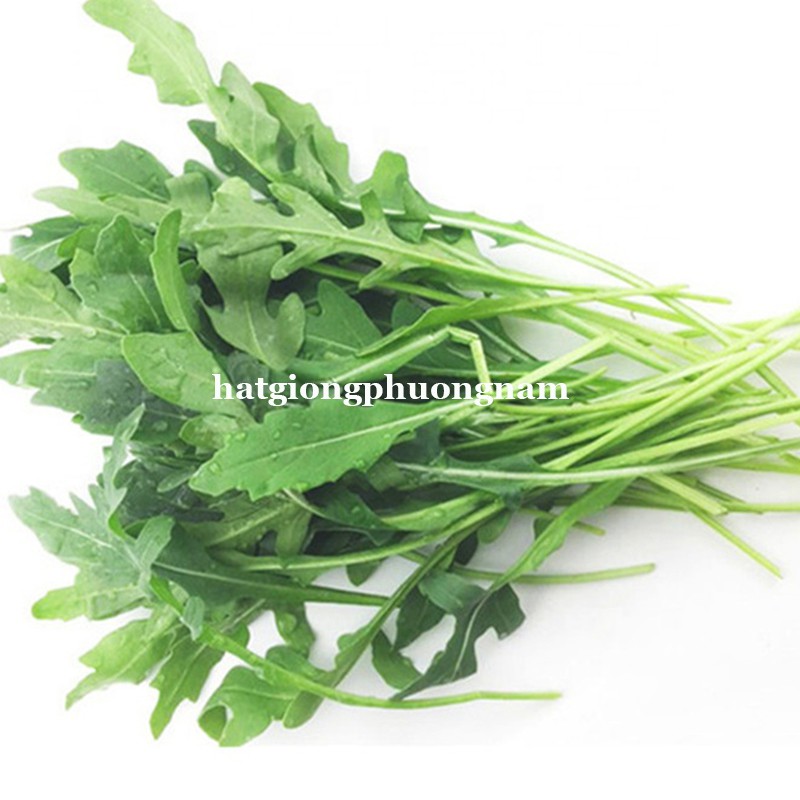 0,5GR - HẠT GIỐNG CẢI ROCKET LÁ CHẺ