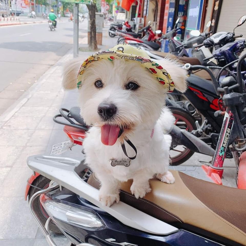 Mũ chống nắng cho chó mèo đủ size 1-10kg