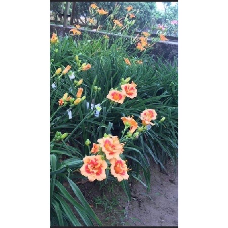 Củ hoa hiên sỉ 4k