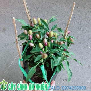 Cây Ớt Kiểng Màu Tím
