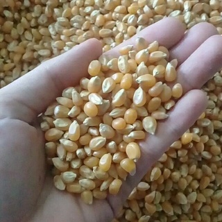 BẮP NỔ - MỸ (DÙNG LÀM MÓN BẮP RANG BƠ) - Vixi Mart