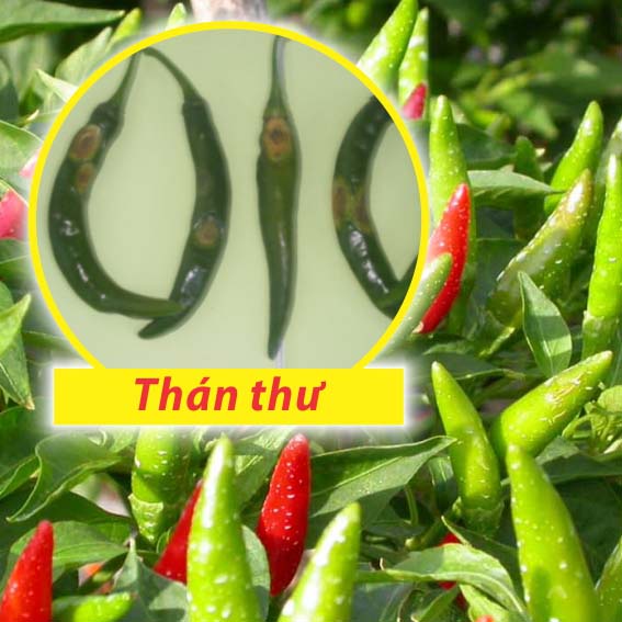Thuốc trừ bệnh cây trồng gốc hữu cơ Agrilife 100SL 25ml