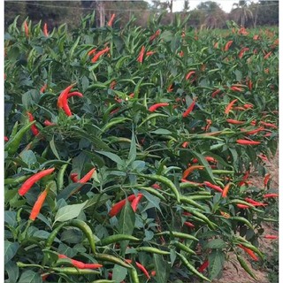 Hạt giống Ớt chỉ thiên (rất cay) – 30Hạt