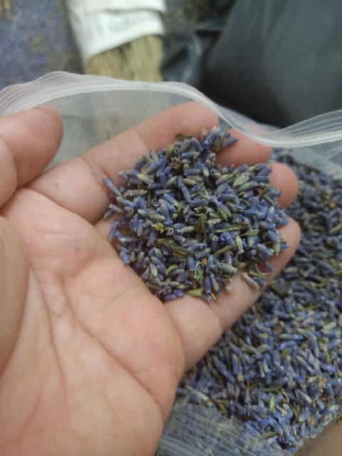 100gr Nụ hoa oải hương lavender khô