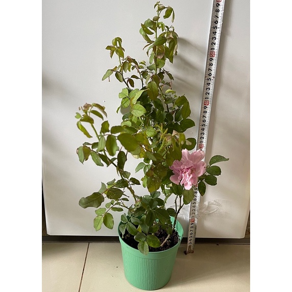 Hoa Hồng ngoại souer thơm bền