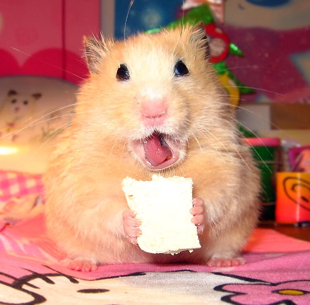 Đậu hũ sữa non, thức ăn vặt hamster
