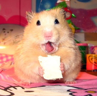 Đậu hũ sữa non, thức ăn vặt hamster. Đậu hũ sấy cho hamster/sóc/rat
