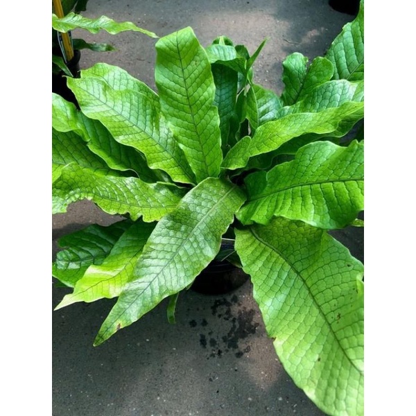 Dương xỉ cá sấu - Crocodile fern, cây xinh cực đẹp