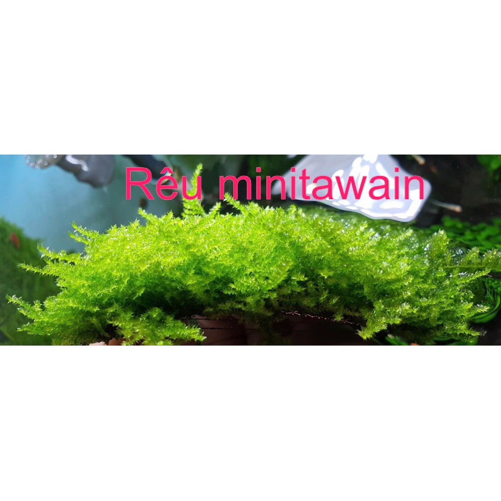 Vỉ Rêu Mini Taiwan - Gắn Lũa, Đá- Siêu đẹp, siêu lung linh - Mộc Thuỷ Sinh Thủ Đức