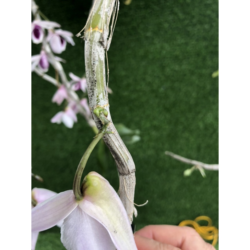 KEIKI S1-kích kei cuống hoa phong lan của ngọc linh - 15ml