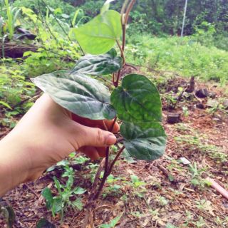 3bầu dây trầu không làm giống