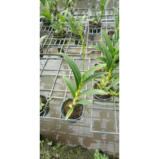 Hoa Lan Dendro Nắng Vàng Thơm