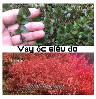 Cây thủy sinh các loại