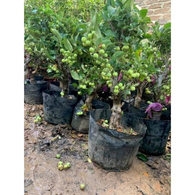 Cây táo đỏ lùn cherry + Tặng 01 cây dâu da đất ( bòn bon)