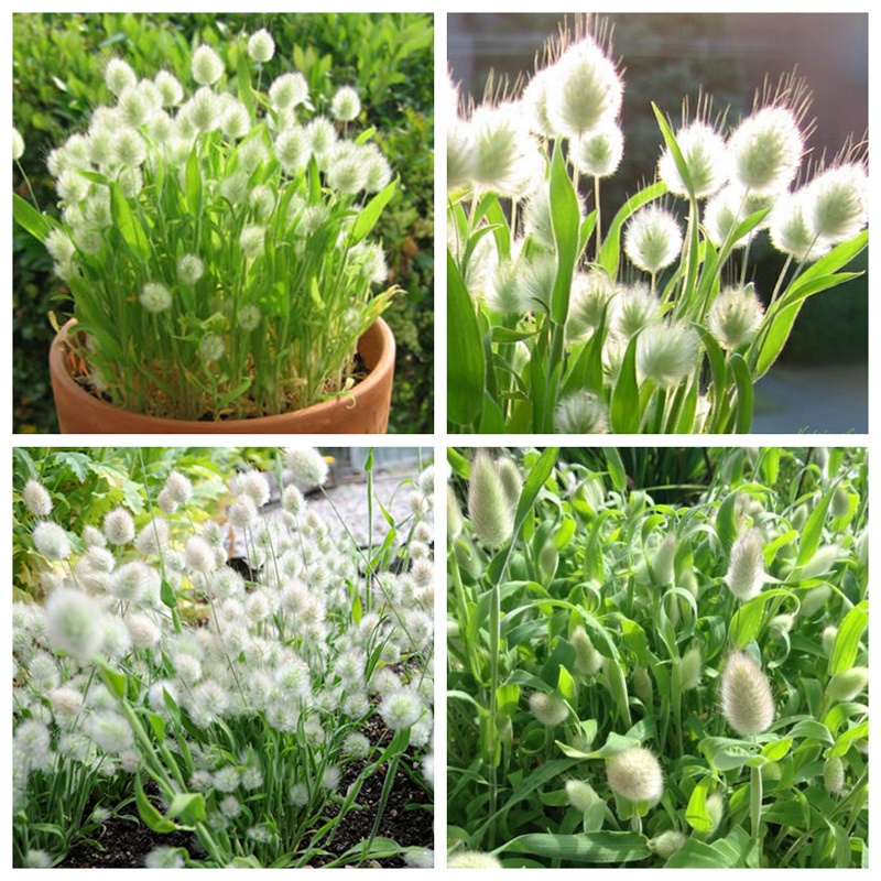 #Hạt_giống_cỏ_đổi_màu ( đuổi thỏ + bồ câu ). ( tặng kèm kích mầm + phân bón )