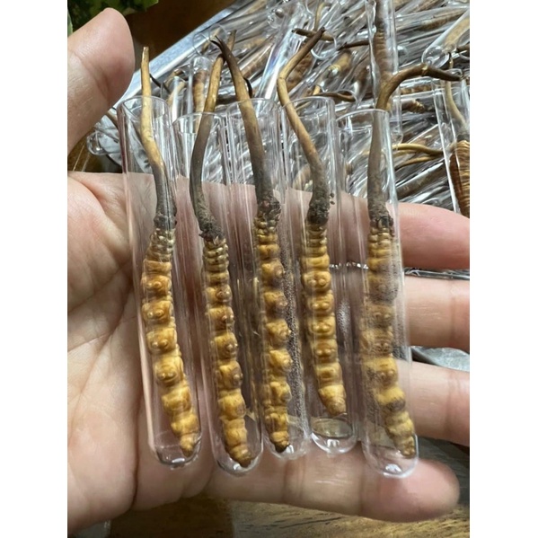 10 CON ĐÔNG TRÙNG HẠ THẢO NGUYÊN CON TÂY TẠNG