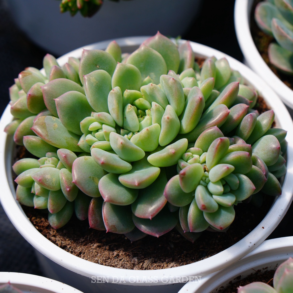 Sen Đá Dù Hồng Đà Lạt chậu lớn nhiều đầu 12cm GLASS GARDEN, Thuần Khí Hậu Đà lạt, Lỗi 1 đổi 1