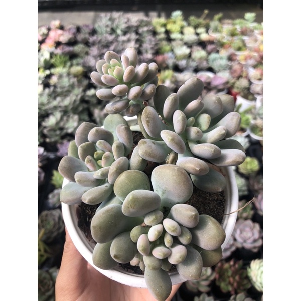 Sen Đá Sỏi Tím Size Trung Hư 1 Đổi 1