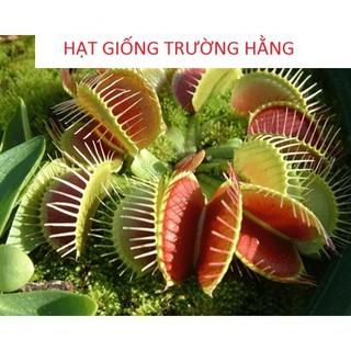Hạt giống cây bắt côn trùng (cây bẫy kẹp) (15 hạt)