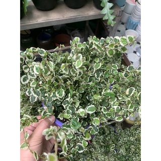 Cây vảy ốc Cẩm thạch(Bám tường lá trắng xanh)