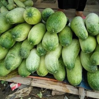 30 HẠT GIỐNG DƯA CHUỘT MÈO                                                                 ( siêu to khổng lồ )