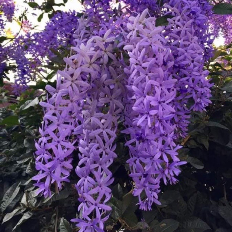 cây mai xanh 40-50cm