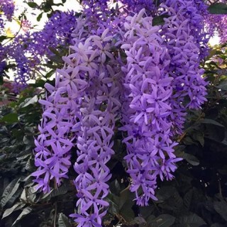 Cây mai xanh 40-50cm
