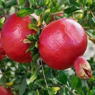 Cây giống lựu đỏ lùn