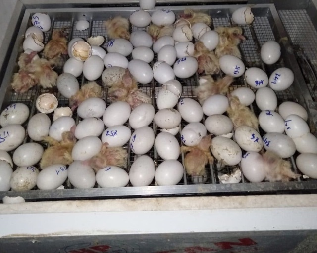 Máy ấp tự động 75 trứng bồ câu chim trĩ chim cút