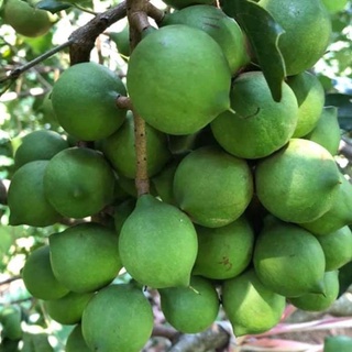 Cây giống Mắc Ca cao 60-80cm (ảnh thật) .