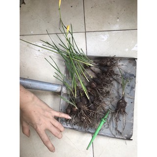 Củ huệ mưa vàng Citrina (size hoa)