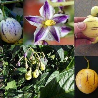 HẠT GIỐNG DƯA PEPINO