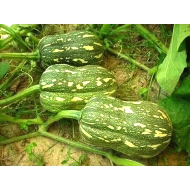 Hạt giống bầu bí, bí đỏ hồ lô (Nãy mầm tốt, ra hoa nhiều trái)