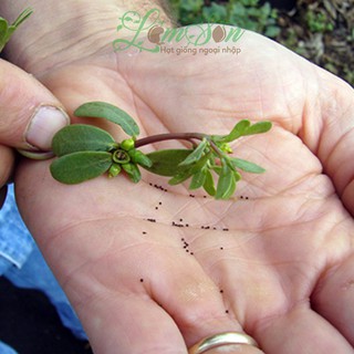 Hạt giống rau sam đất 0.5gr