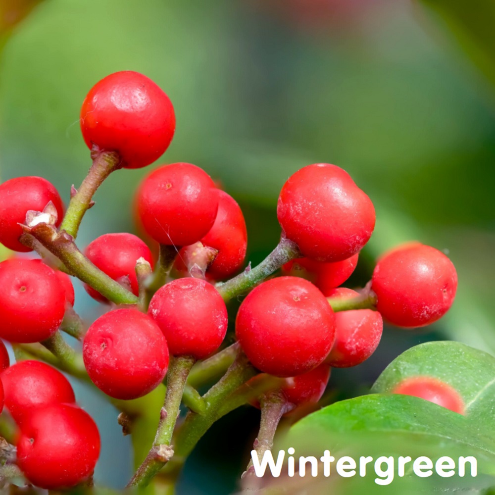 Tinh dầu Lộc đề xanh Wintergreen Essential Oil