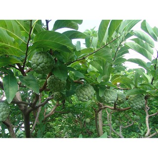 NA thái tứ quí